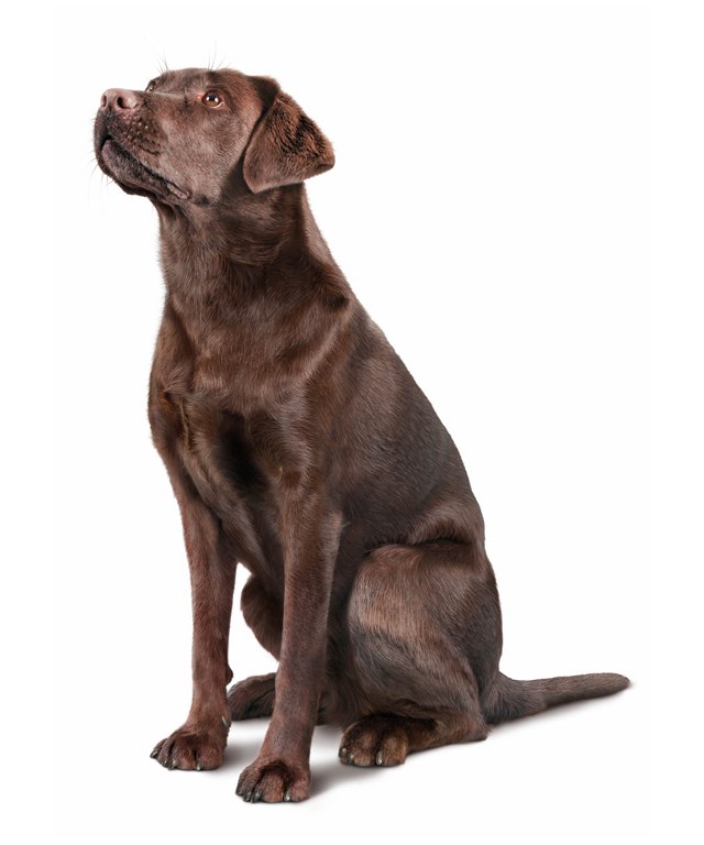 Labrador